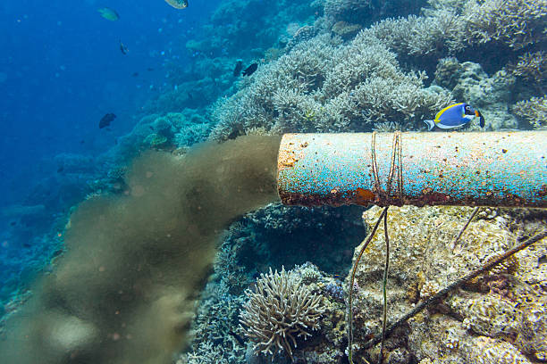 underwater sewer pipe in coral reef